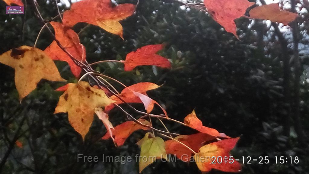 20151225red leaves-IMG_151825(2).jpg